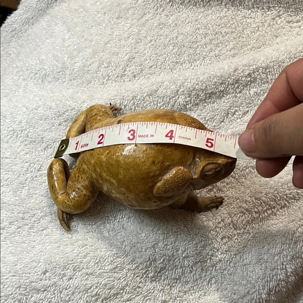 Realistic Brown Toad Ornament for Reptile Enclosures